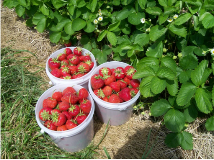 Lettuce beds under sprinkler scheduling